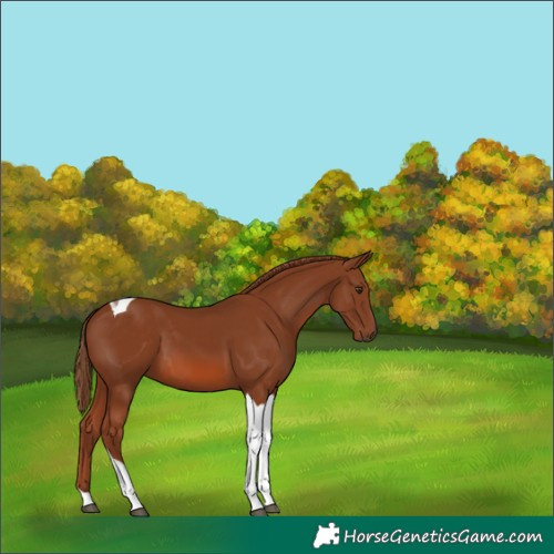 Horse Color:Chestnut Tobiano 