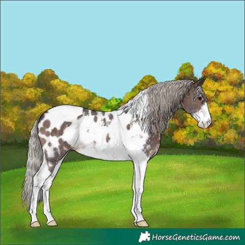 Horse Color:Silver Brown Sabino Tobiano Blanket