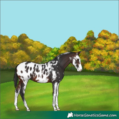 Horse Color:Brown Sabino Appaloosa