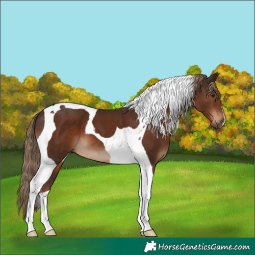Horse Color:Liver Chestnut Tobiano