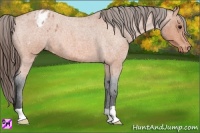 Horse Color:Bay Roan Appaloosa 