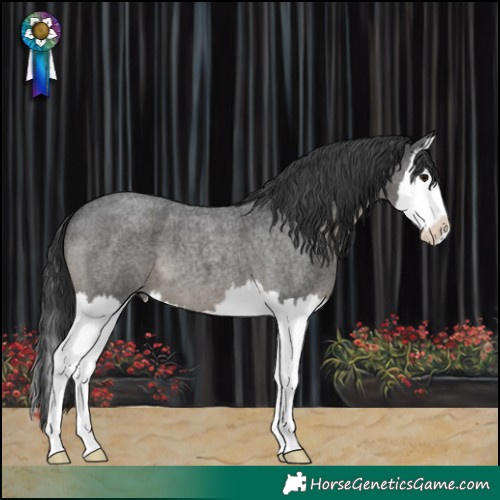 Horse Color:Blue Roan Splash