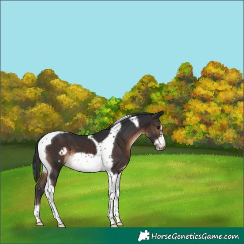 Horse Color:Brown Tobiano Frame