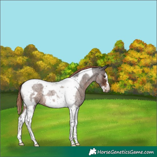Horse Color:Liver Red Roan Tobiano Frame 