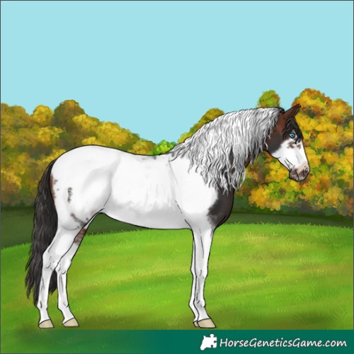 Horse Color:Brown Sabino Tobiano Frame