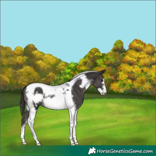 Horse Color:Smoky Black Tobiano Frame Rabicano