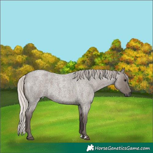 Horse Color:Silver Grullo Roan