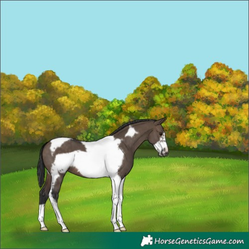 Horse Color:Brown Dun Tobiano Frame 