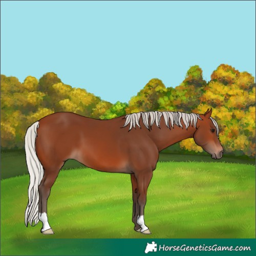 Horse Color:Silver Brown 
