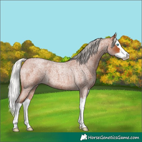 Horse Color:Silver Bay Roan Splash 