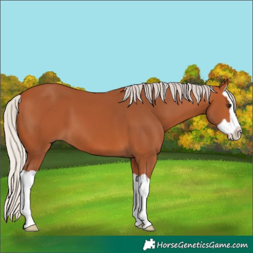 Horse Color:Silver Bay Splash 