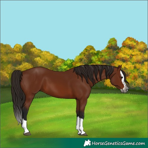 Horse Color:Gray Bay Splash 