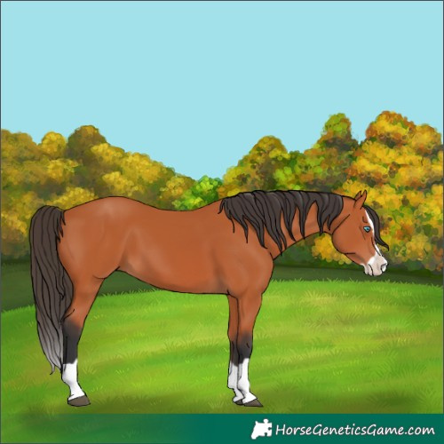 Horse Color:Bay Splash