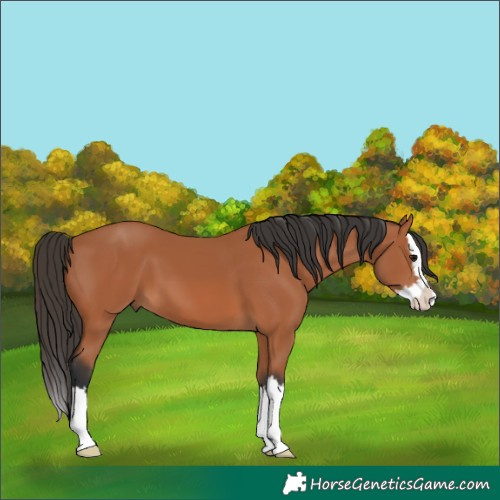 Horse Color:Bay Splash 