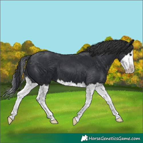 Horse Color:Black Splash 