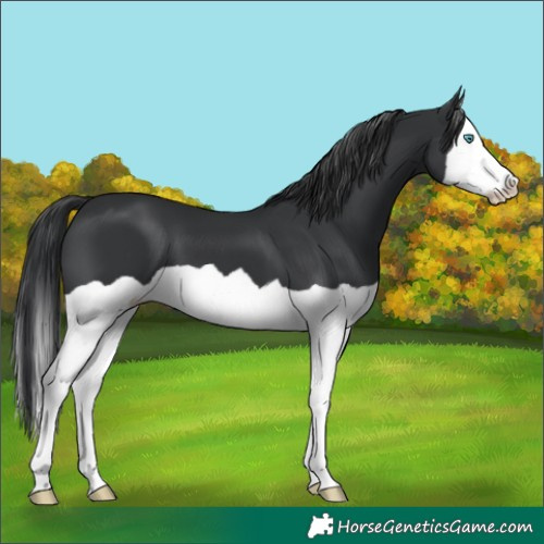 Horse Color:Black Splash 