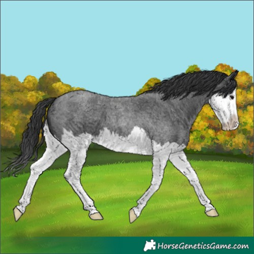 Horse Color:Blue Roan Splash 