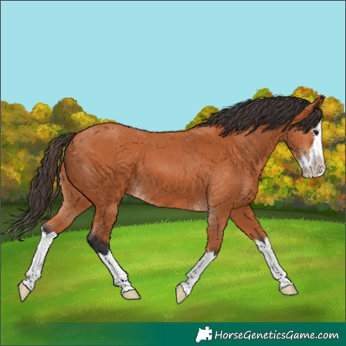 Horse Color:Bay Splash 