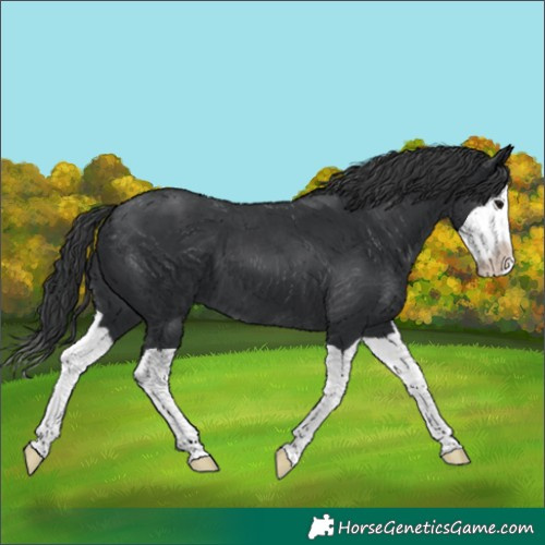 Horse Color:Black Splash 