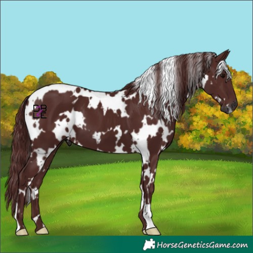 Horse Color:Gray White Spotted Chocolate Black