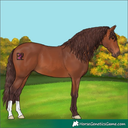 Horse Color:Chocolate Bay