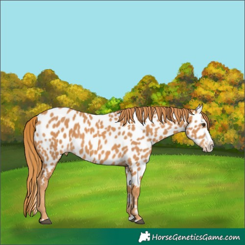 Horse Color:Chestnut Splash Near Leopard 