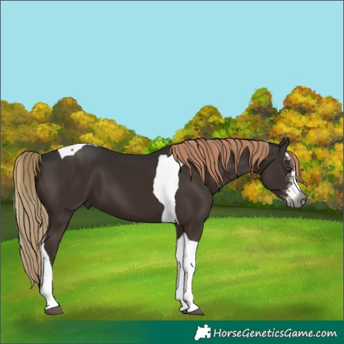 Horse Color:Gray Liver Chestnut Sabino Tobiano 