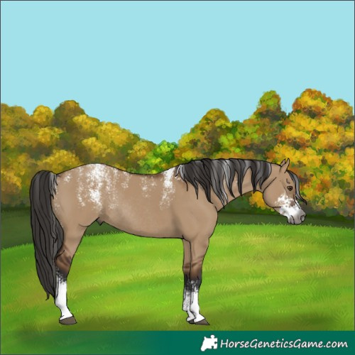 Horse Color:Powder White Gray Liver Red Dun Sabino Rabicano