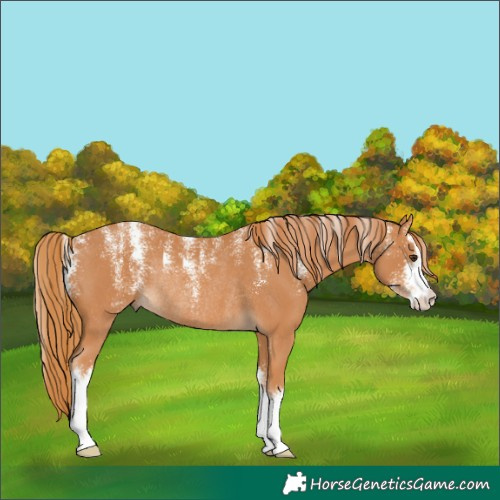 Horse Color:Powder White White Spotted Chestnut Rabicano