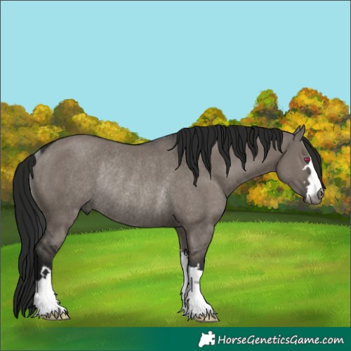 Horse Color:Gray Grullo Rabicano