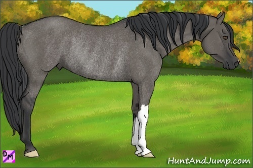 Horse Color:Grullo Rabicano 