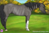Horse Color:Grullo Rabicano 