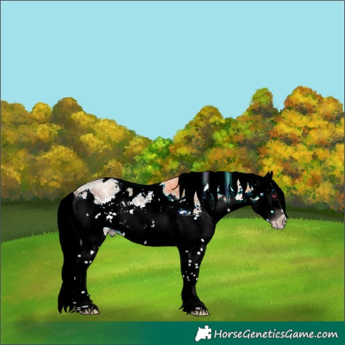 Horse Color:Gray Classic Champagne Ice Roan Mushroom Harlequin Merle Splash