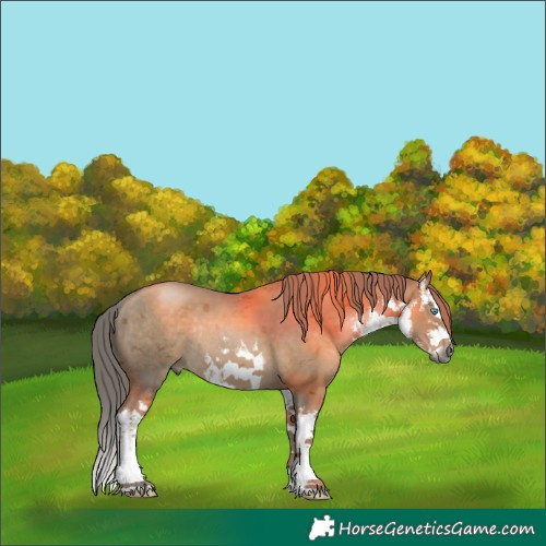 Horse Color:Gray White Spotted Black Snowdrop Pearl Merle Splash Rabicano