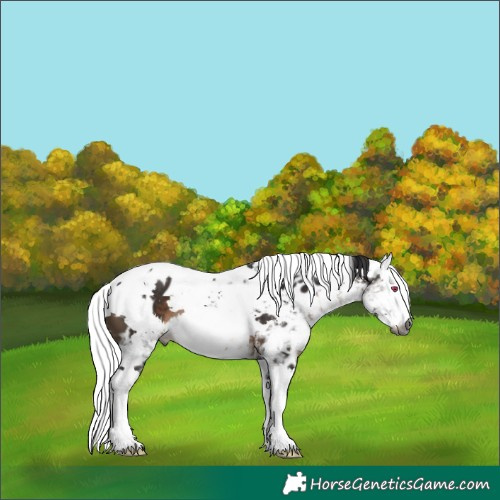 Horse Color:Gray White Spotted Brown Ice Harlequin Merle Splash Skewed LP Spotted Rabicano
