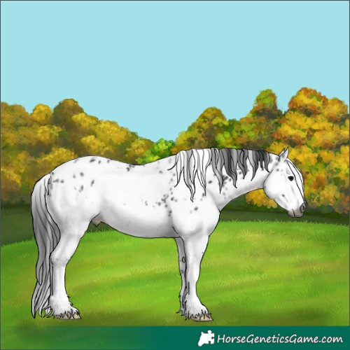 Horse Color:Gray White Spotted Black Ice Splash Skewed LP Spotted Rabicano
