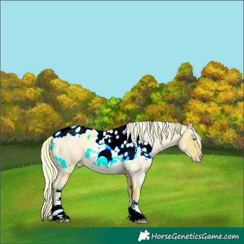 Horse Color:White Spotted Gold Champagne Ice Roan Skewed LP Spotted Rabicano