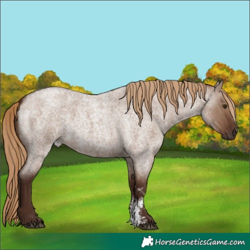 Horse Color:Liver Red Dun Roan Sabino