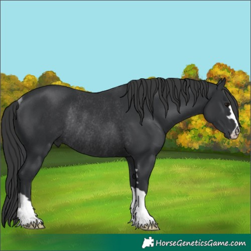 Horse Color:Black Rabicano 