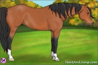 Horse Color:Bay 