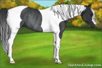 Horse Color:Black Tobiano Rabicano