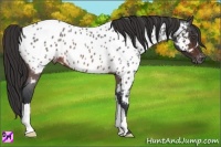 Horse Color:Brown Roan Appaloosa