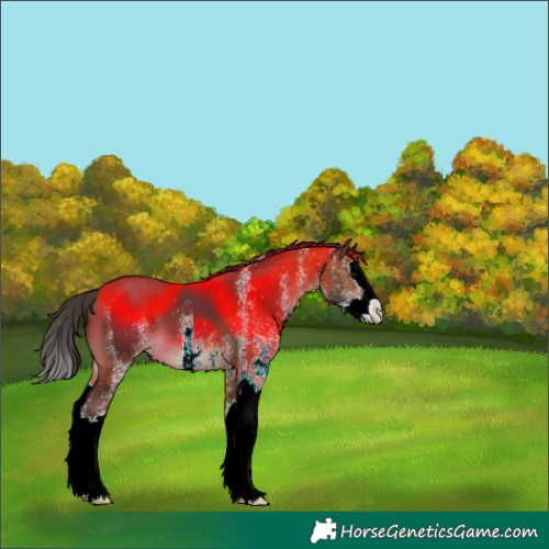 Horse Color:White Spotted Bay Splash