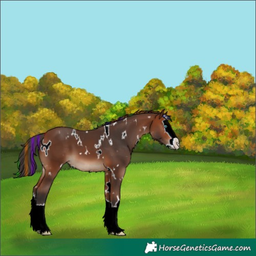 Horse Color:Painted White Spotted Bay Splash