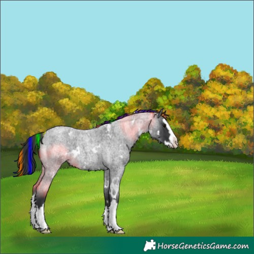 Horse Color:Painted White Spotted Blue Roan Splash