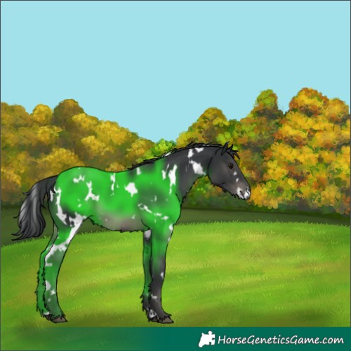 Horse Color:White Spotted Black 