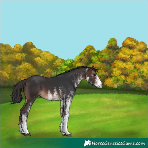 Horse Color:White Spotted Brown