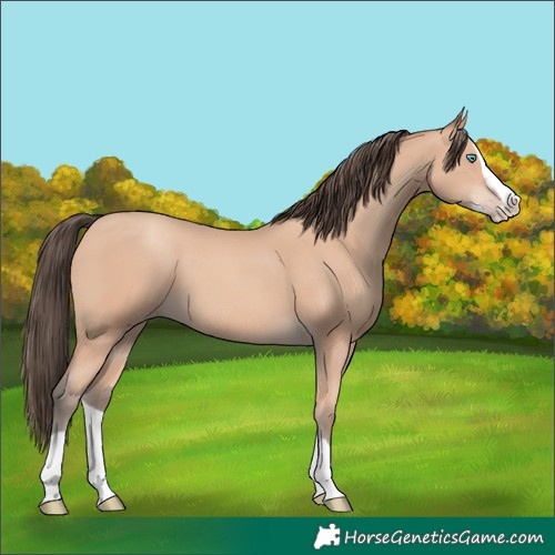 Horse Color:Amber Champagne Splash 