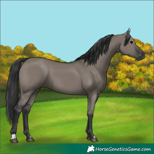 Horse Color:Grullo