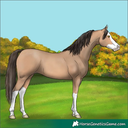 Horse Color:Amber Champagne Splash 